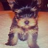 First Time Yorkie mommy ;)-pepper.jpg