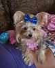 My beautiful Tinkerbell with her Cheer bow!!-image.jpg