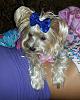 My beautiful Tinkerbell with her Cheer bow!!-image.jpg