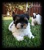 New photos of my new baby.-boomer-203.jpg