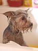 My dog in a bath :-)-yorkshire-terrier-bath.jpeg