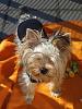 My Yorkie in a sweater-w-sweterku1.jpeg