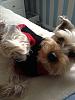My Yorkie in a sweater-harry-hatin-his-jumper.jpg