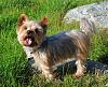My cute yorkies!-eros-yorkie.jpeg
