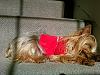 My Yorkie in a sweater-zadie5.jpg