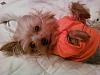 My Yorkie in a sweater-zadie4.jpg