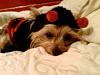 My Yorkie in a sweater-zadie2a.jpg