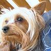 My Yorkie in a sweater-zadie3a.jpg