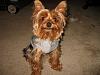 Zyekies in his new walking vest-zyekies5-640x480-.jpg