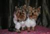 Chanel & Chelsey say Happy Valentine's day to all at YT!-chanchels04yt.jpg