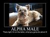 Funnies!-alpha-male.jpg