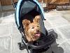 My Soul Yorkie Cross - Wakky-wak-pram.jpg