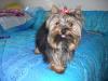 Cali with her Valentine bow-calivali-010-600-x-450-.jpg