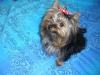 Cali with her Valentine bow-calivali-011-600-x-450-.jpg