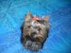 Cali with her Valentine bow-calivali-025-600-x-450-.jpg