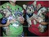 Yorkie babies reunited!!-image.jpg