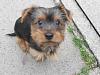 My New Puppy - Rolo-rolo_01.jpg