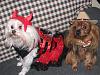 My Deputy Dog Bobo & Devil Diva Dog Pearl-doghalloweencostumes2013-058.jpg