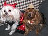 My Deputy Dog Bobo & Devil Diva Dog Pearl-doghalloweencostumes2013-056.jpg