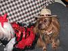 My Deputy Dog Bobo & Devil Diva Dog Pearl-doghalloweencostumes2013-057.jpg