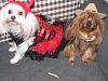 My Deputy Dog Bobo & Devil Diva Dog Pearl-doghalloweencostumes2013-060.jpg