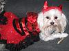 My Deputy Dog Bobo & Devil Diva Dog Pearl-doghalloweencostumes2013-034.jpg