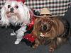 My Deputy Dog Bobo & Devil Diva Dog Pearl-doghalloweencostumes2013-048.jpg