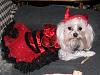 My Deputy Dog Bobo & Devil Diva Dog Pearl-doghalloweencostumes2013-035.jpg