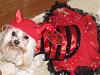 My Deputy Dog Bobo & Devil Diva Dog Pearl-doghalloweencostumes2013-104.jpg