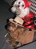 My Deputy Dog Bobo & Devil Diva Dog Pearl-doghalloweencostumes2013-064.jpg