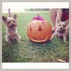 My girls and their pumpkin!-image.jpeg