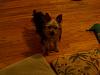 My yorkie is just staring at me-go-outside.jpg