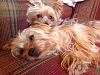 New to yorkie talk :)-image.jpg