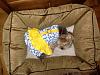 Princess Daisy Sparkle - worlds best yorkie poo-daisy-dress.jpg
