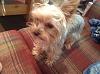 New to yorkie talk :)-image.jpg