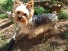 New to yorkie talk :)-image.jpg