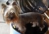 Share pics of Your "Hot Mess" Yorkies.-image.jpg