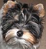 Share pics of Your "Hot Mess" Yorkies.-img_3234.jpg