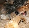 Share pics of Your "Hot Mess" Yorkies.-img_3295.jpg