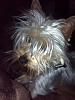 Share pics of Your "Hot Mess" Yorkies.-image.jpg