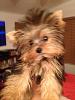 Share pics of Your "Hot Mess" Yorkies.-image.jpg