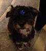 Gizmos first grooming :-)-image.jpg