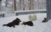 If you didn't get snow...-021106-snow-dogs.jpg
