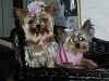 New to YorkieTalk!-cherrie-sumie-1.jpg