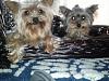 New to YorkieTalk!-cherrie-sumie-2.jpg