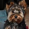 Hello from another new Yorkie Mom!-ozzyportraitcrop.jpg