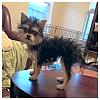 Cherr-bear's first hair cut!-photo-1-4.jpg