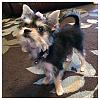 Cherr-bear's first hair cut!-photo-2-4.jpg