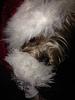 Wee Alfie Clause-null_zpse3aaf3be.jpg