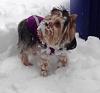 Lola's first snow-snow1.jpg